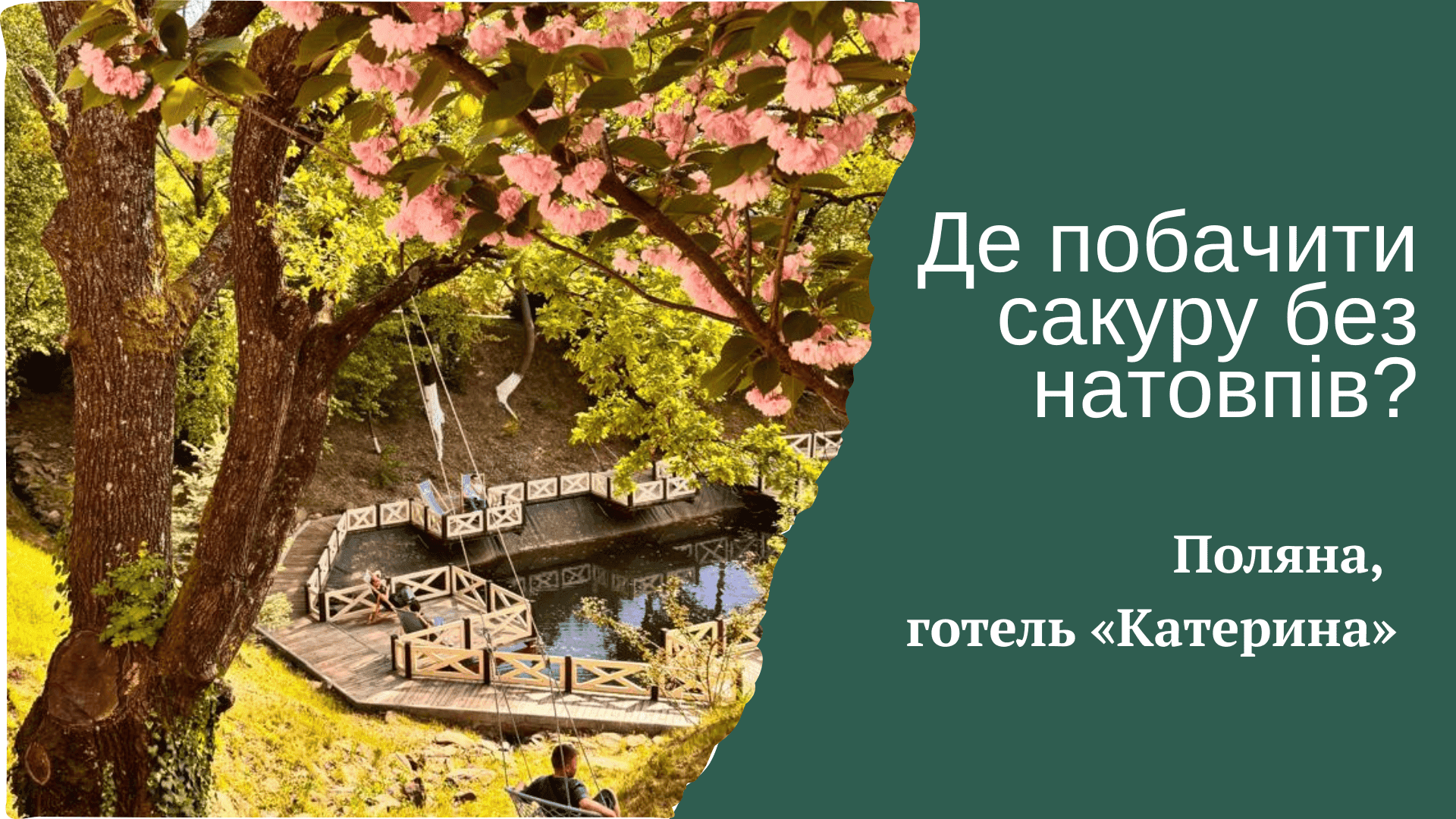Чи квітне сакура в Закарпатті після піку в містах? Досвід, який варто прожити у Поляні