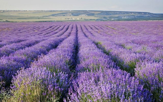 Улюблене Закарпаття: ТОП 5 місць для любителів квітів