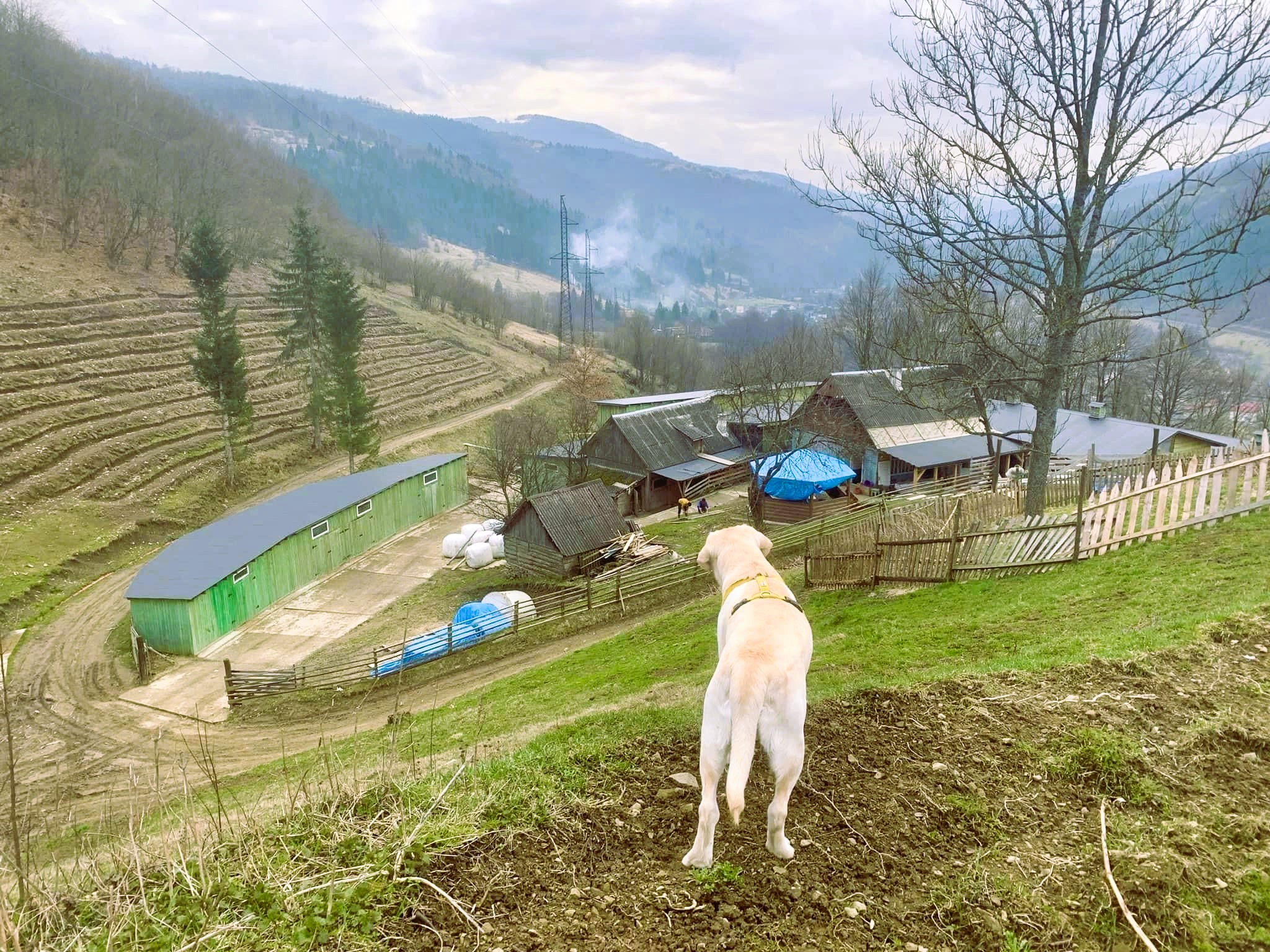 Виноградарство та виноробство на висоті 500 м над рівнем моря у селі Кваси
